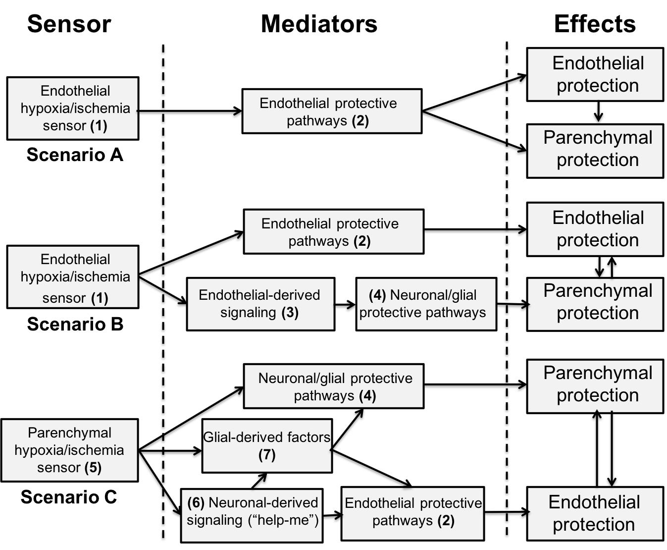Is there a central role for the cerebral endothelium and the Is there a central role for the cerebral endothelium and the
